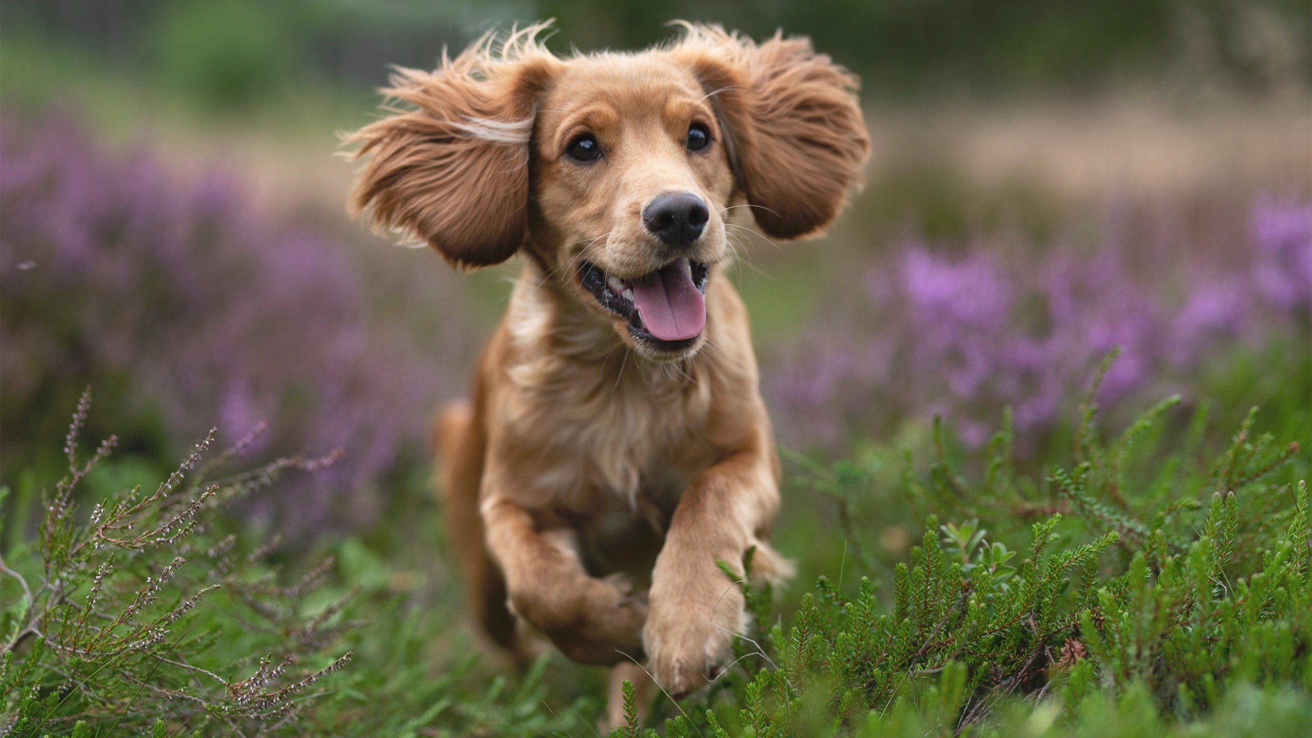 开云·体育官网-_都市绿道骑行节：绿色生活新风尚_，绿道骑行活动