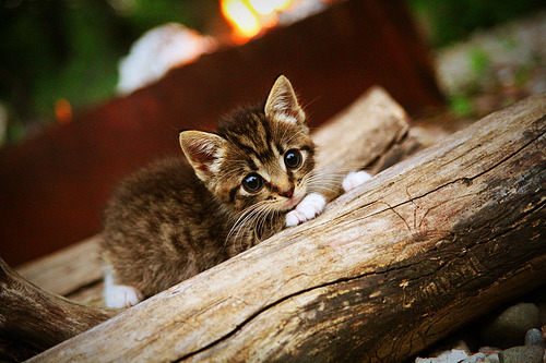 中国篮协推动数字化管理,赛事信息更透明,中国篮协大数据库