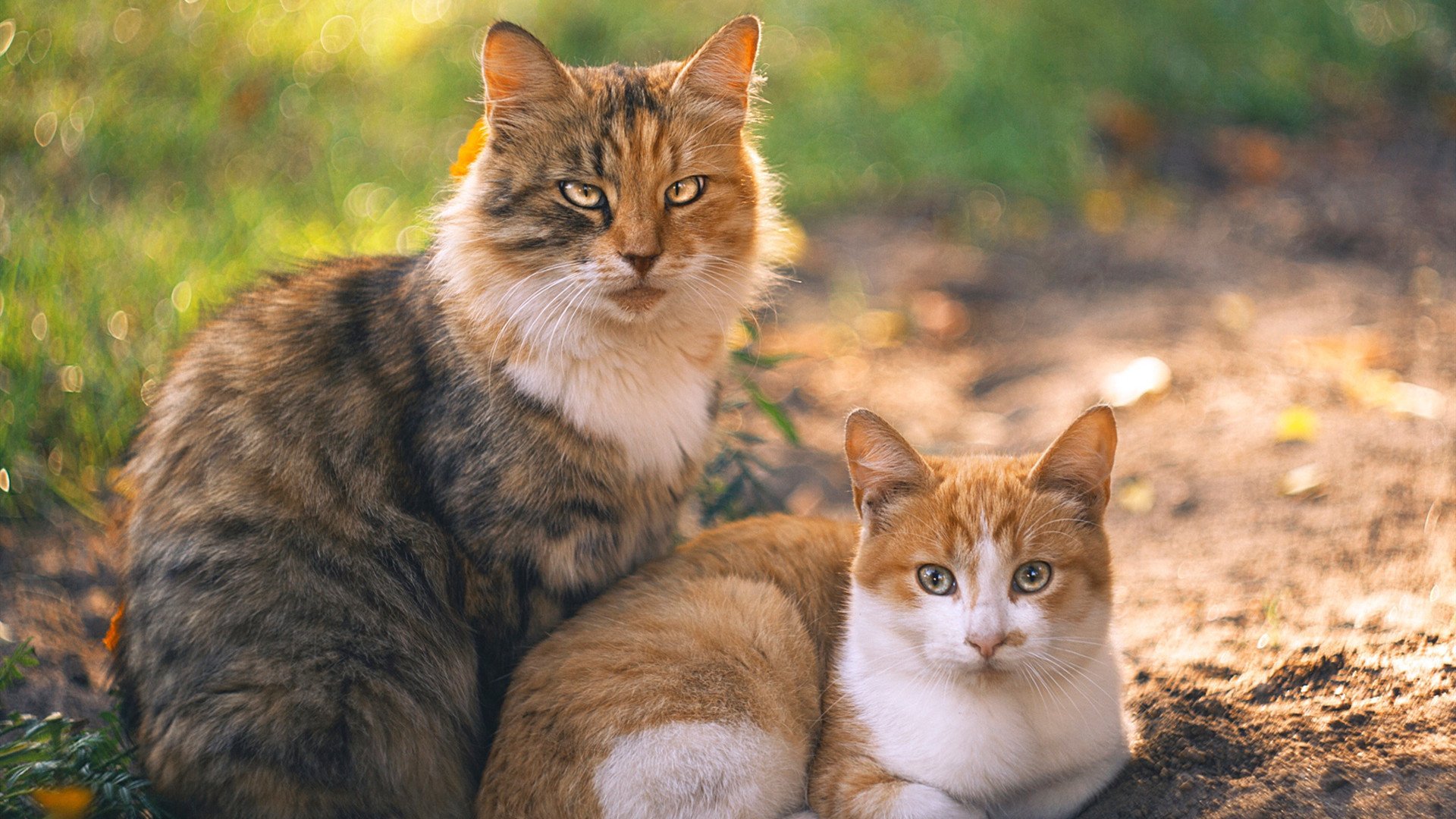 开云·体育官网APP下载-安全措施升级：保障车手生命安全的每一步，确保车辆安全运行