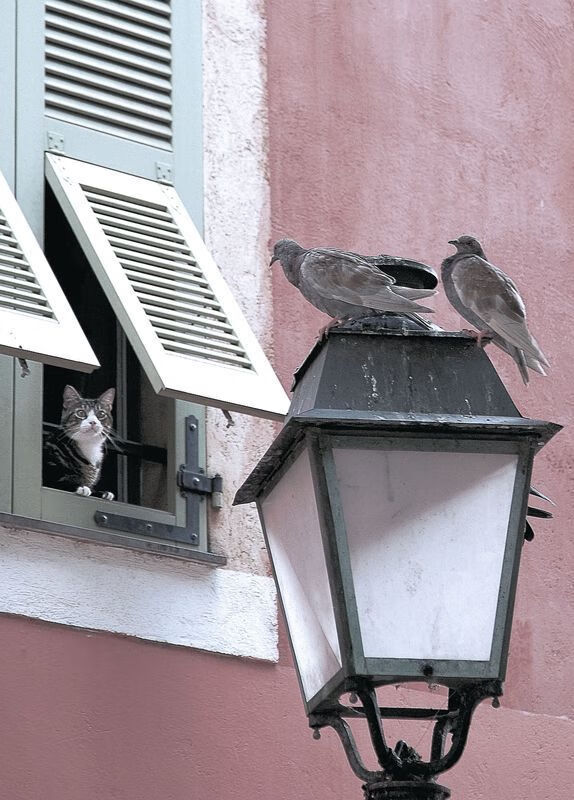 开云官方网页登录-融合创新带动乡村振兴，足球资源+产业链联动建设，足球振兴战略