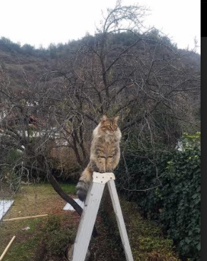 英格兰在欧洲预赛中取胜——晋级胜利实至名归，英格兰欧预赛成绩