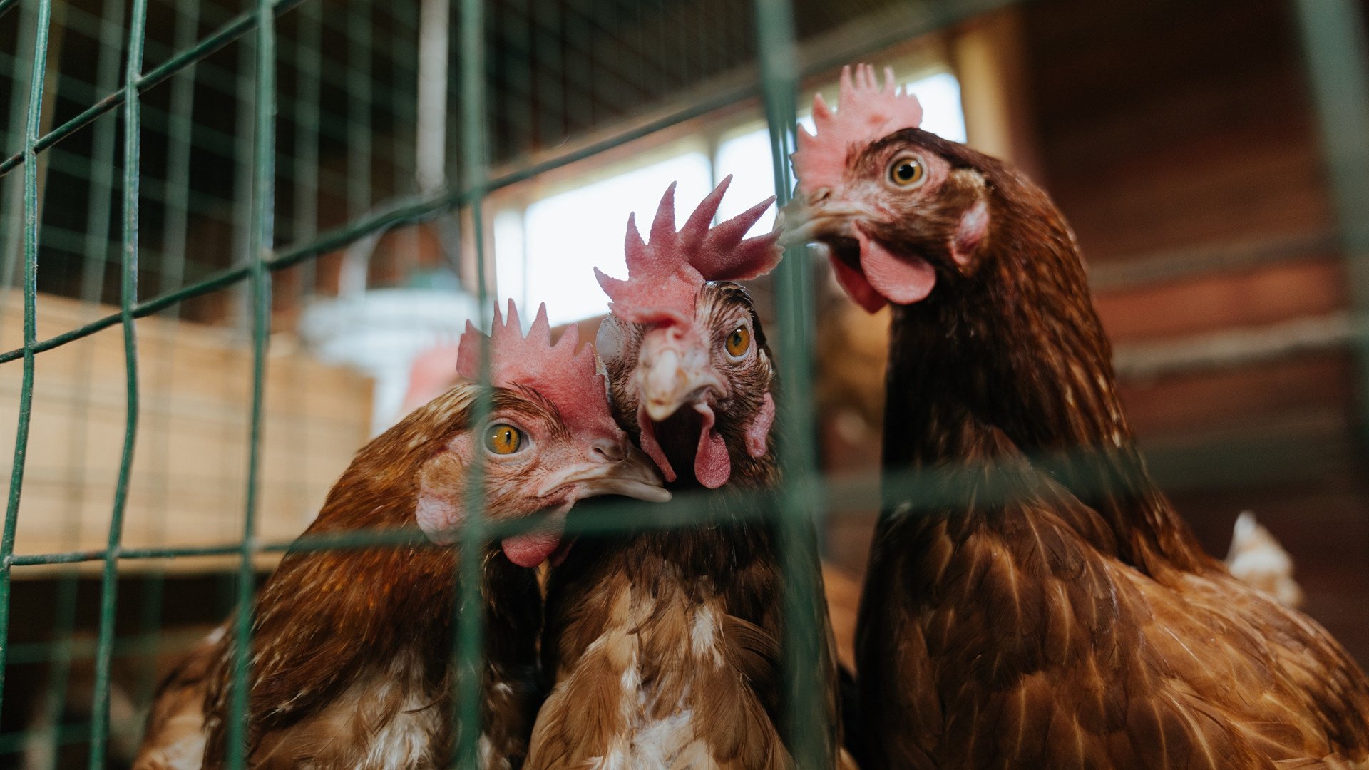 英格兰队在国际比赛中实力无敌,预约冠军之位,英格兰队比赛记录