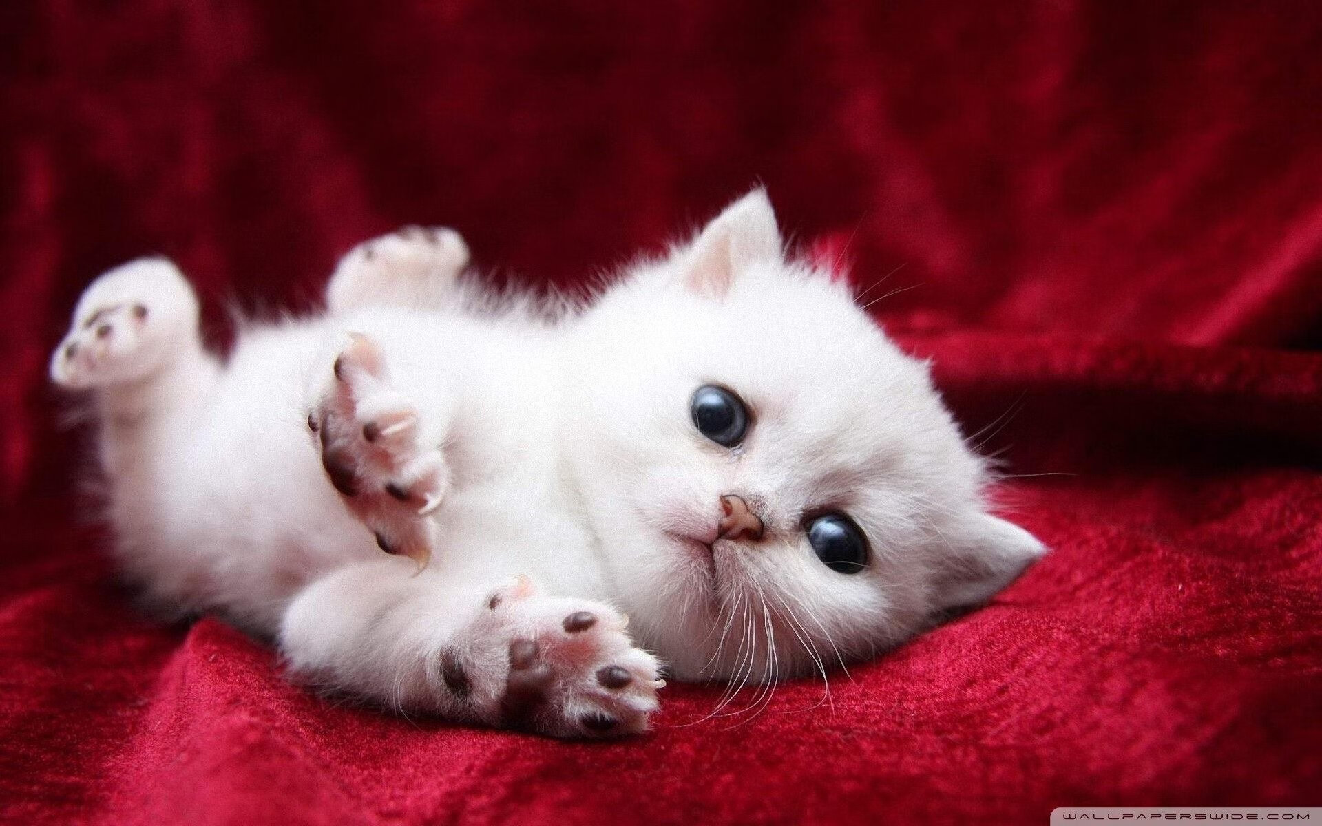 西汉姆联主场告捷,球队士气高涨,目标锁定争夺冠军,西汉姆联集锦