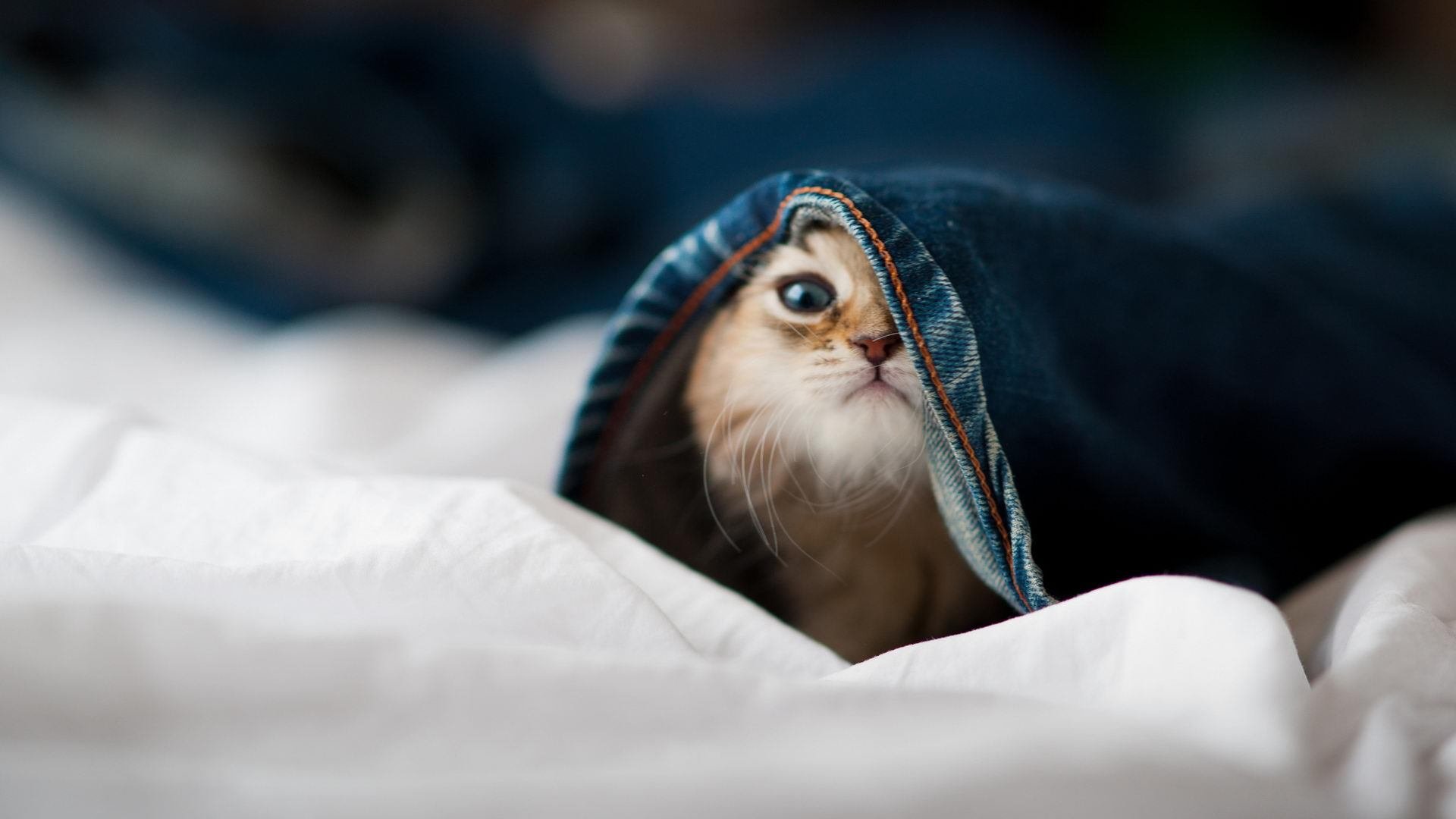 较量过后胜者凯旋，败者回顾反思，较量一下胜败高低成语