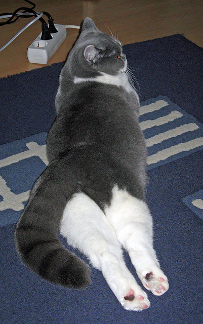 突尼斯希望门将高接低挡,避免大败,突尼斯足球队