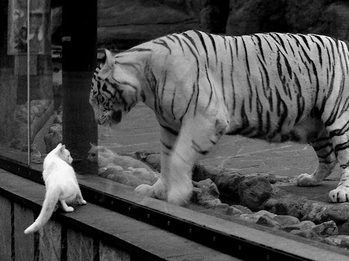 开云中国-阿根廷年轻球员崭露头角，国家队未来充满希望